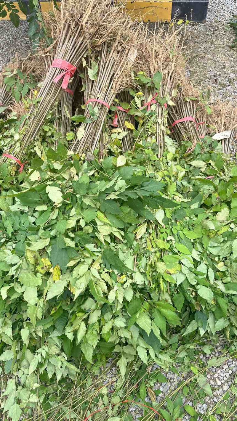 栾树小苗栾树苗灯笼树苗地径两公分地径0.8地径0.5规格齐全