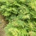 栾树小苗栾树苗灯笼树苗地径两公分地径0.8地径0.5规格齐全