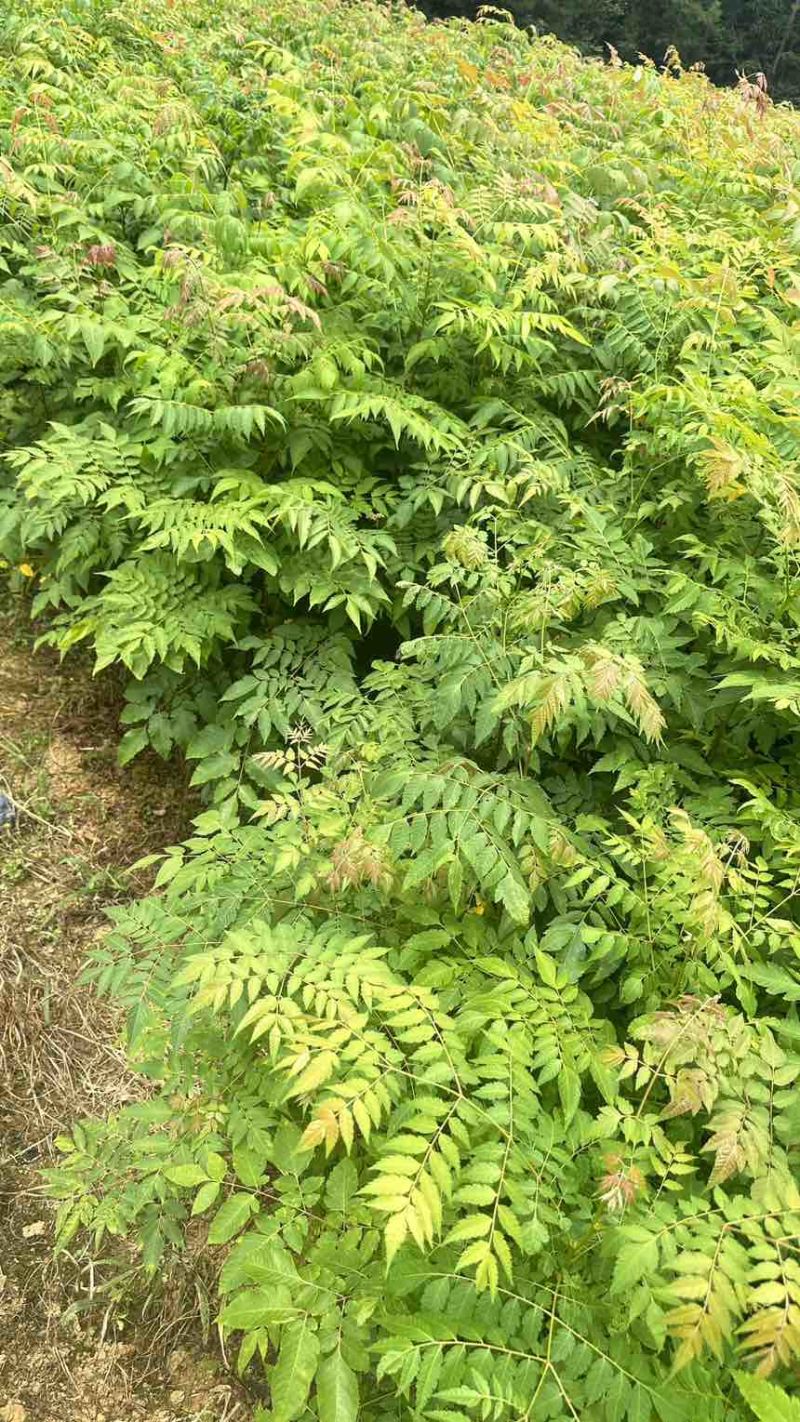 栾树小苗栾树苗灯笼树苗地径两公分地径0.8地径0.5规格齐全