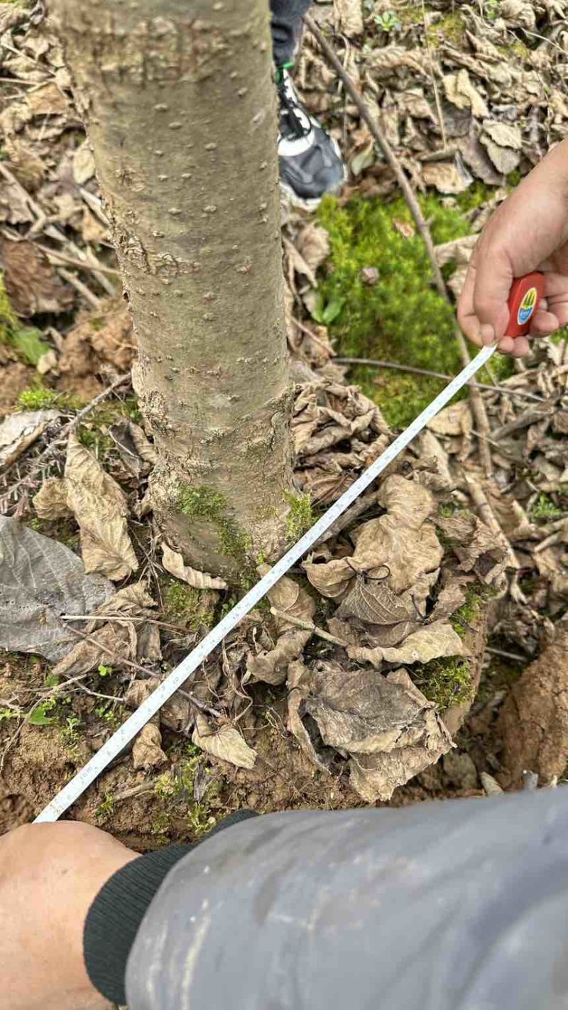 珙桐树米径5公分珙桐小苗灯笼树行道树荒山造林