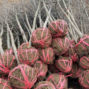 珙桐树米径5公分珙桐小苗灯笼树行道树荒山造林