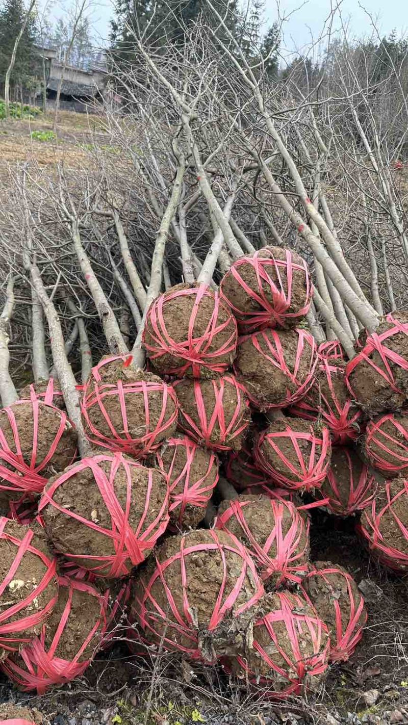 珙桐树米径5公分珙桐小苗灯笼树行道树荒山造林