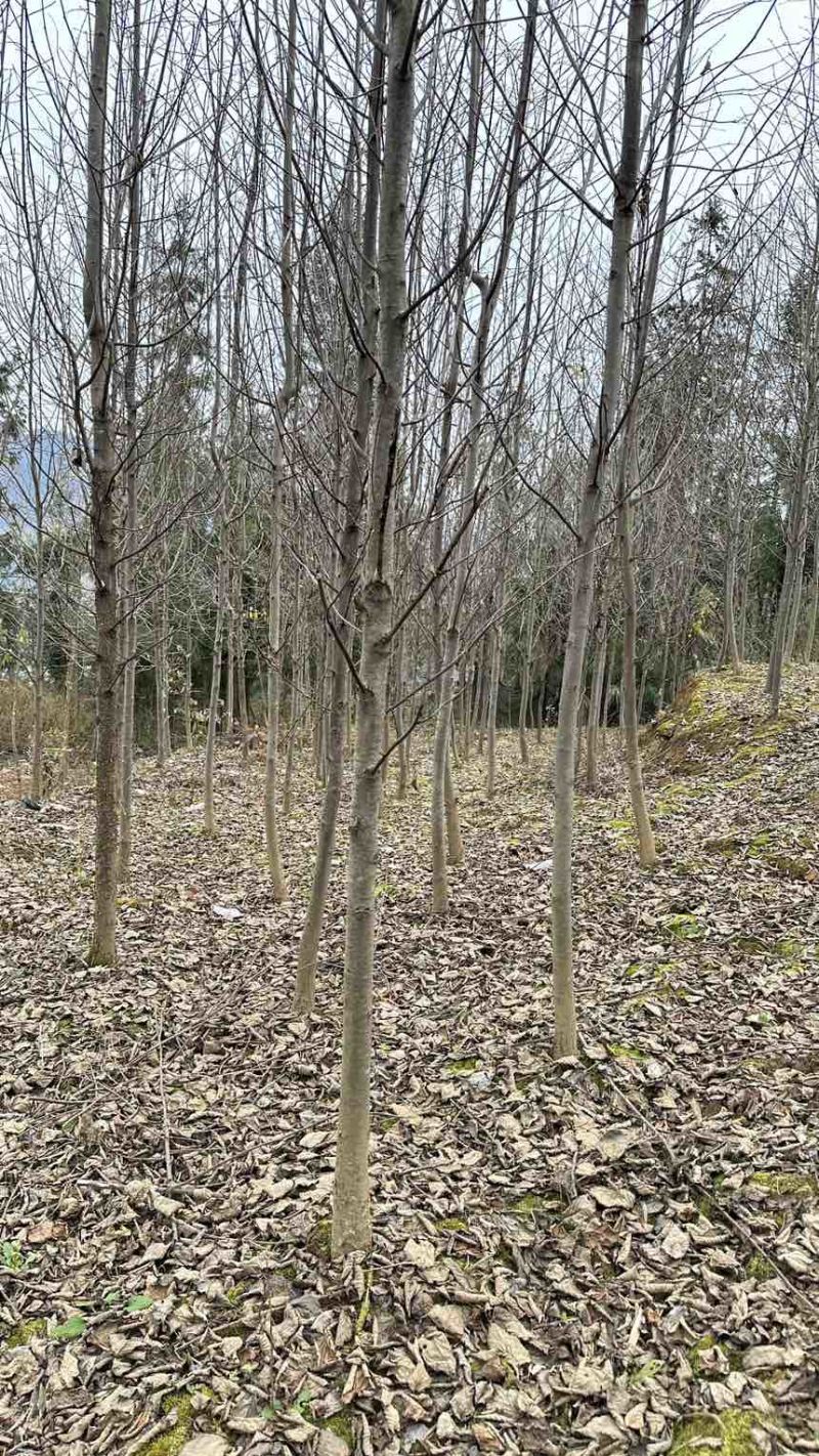 珙桐树米径5公分珙桐小苗灯笼树行道树荒山造林