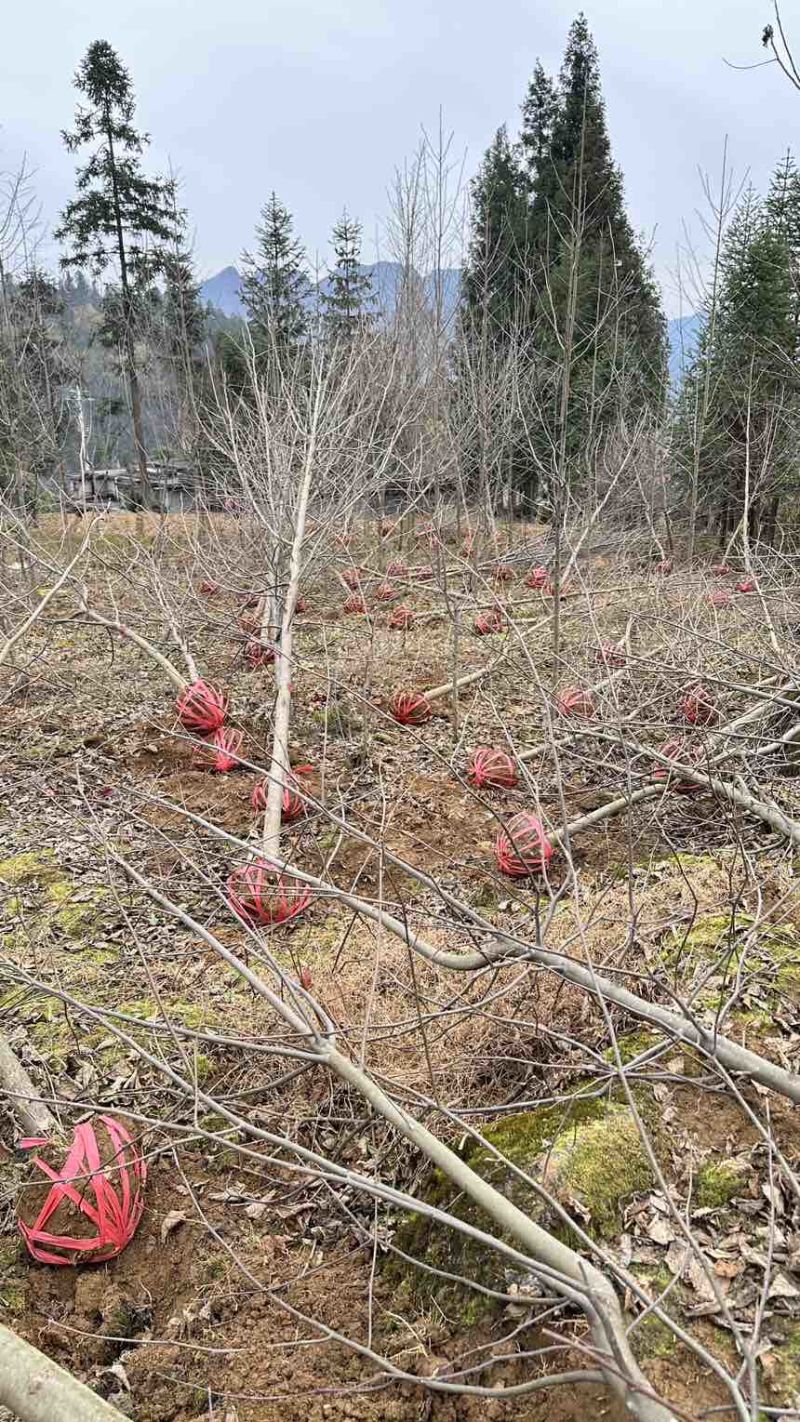 珙桐树米径5公分珙桐小苗灯笼树行道树荒山造林