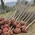 珙桐树米径5公分珙桐小苗灯笼树行道树荒山造林