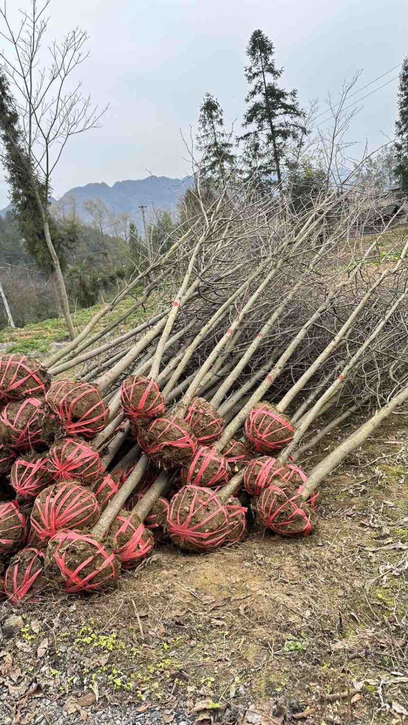 珙桐树米径5公分珙桐小苗灯笼树行道树荒山造林
