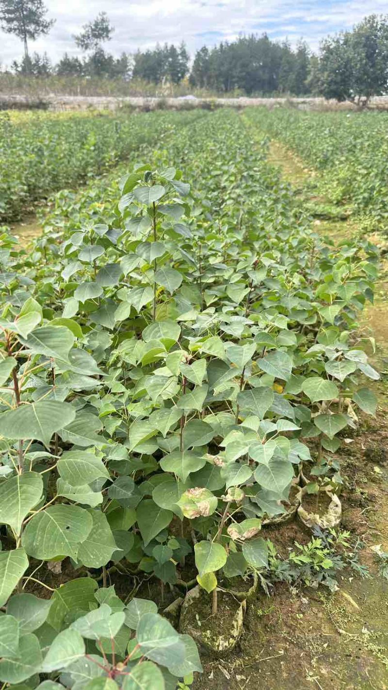 乌桕小苗乌桕洛根苗乌桕杯苗乌桕0.8乌桕1公分乌桕0.5