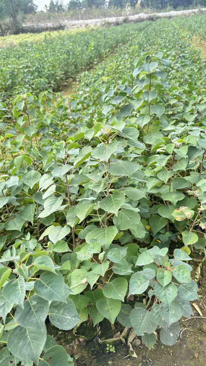 乌桕小苗乌桕洛根苗乌桕杯苗乌桕0.8乌桕1公分乌桕0.5