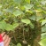 乌桕小苗乌桕洛根苗乌桕杯苗乌桕0.8乌桕1公分乌桕0.5