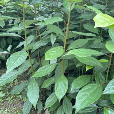 香樟苗香樟小苗香香杯苗香樟洛根苗香樟树