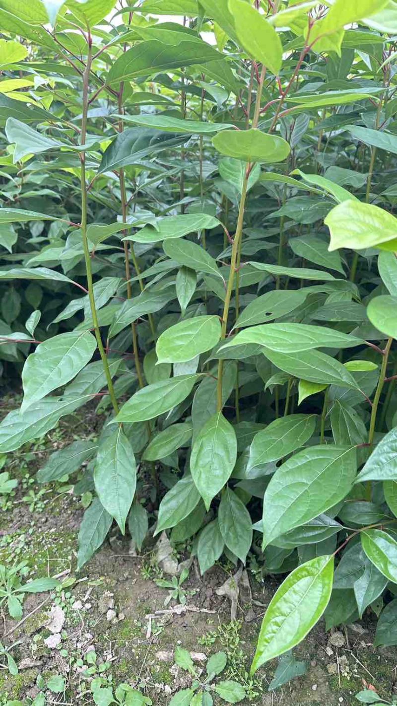 香樟苗香樟小苗香香杯苗香樟洛根苗香樟树