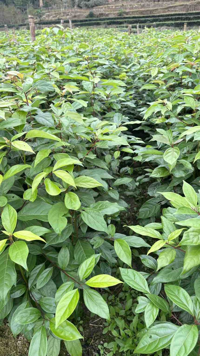 香樟苗香樟小苗香香杯苗香樟洛根苗香樟树