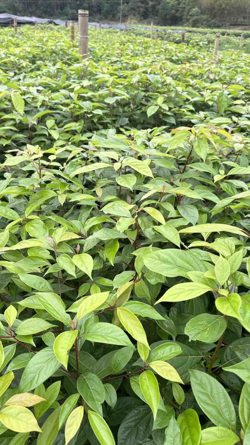 香樟苗香樟小苗香香杯苗香樟洛根苗香樟树