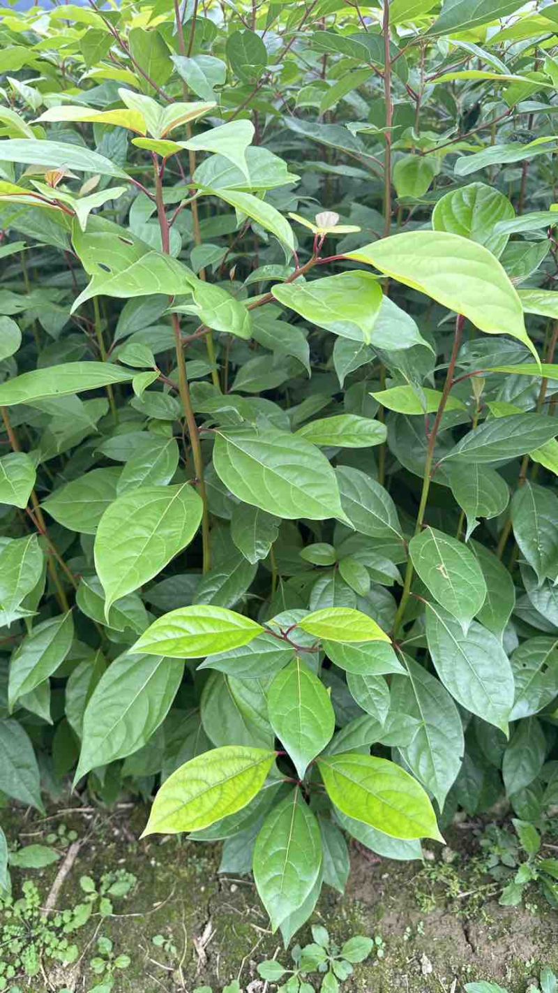 香樟苗香樟小苗香香杯苗香樟洛根苗香樟树