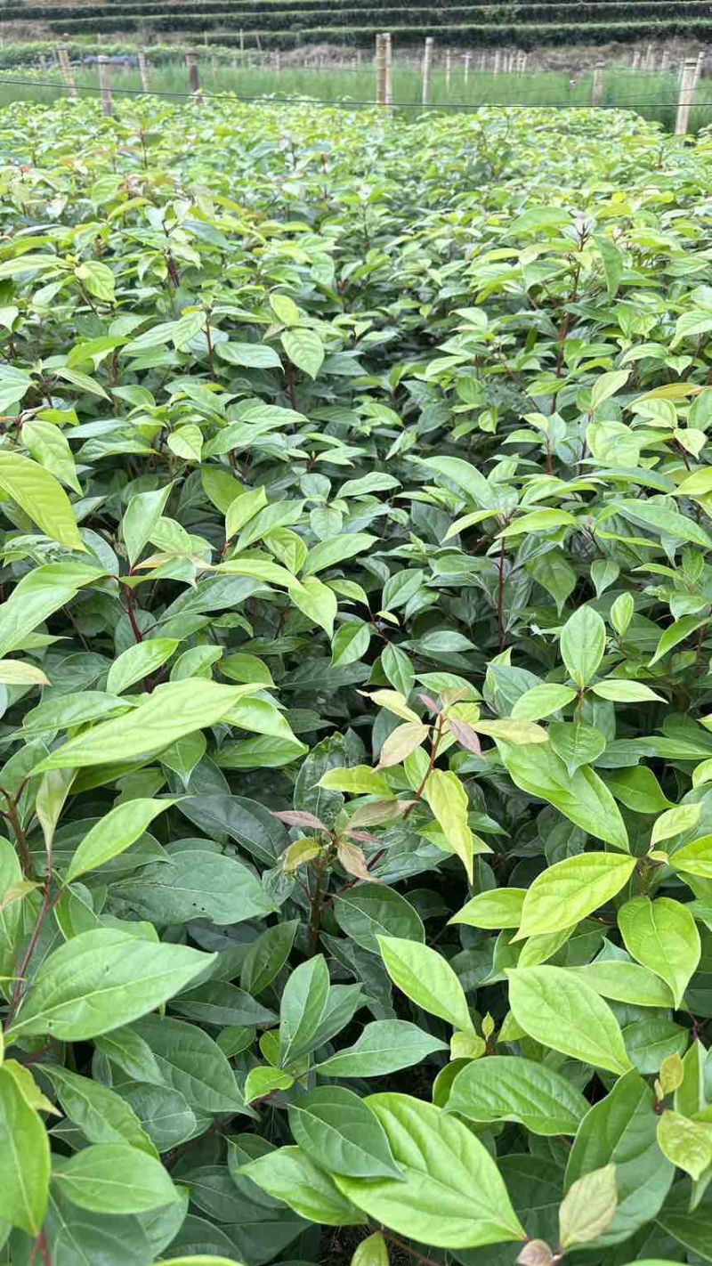 香樟苗香樟小苗香香杯苗香樟洛根苗香樟树