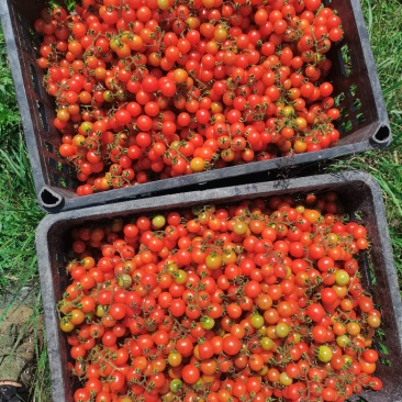 野生小番茄