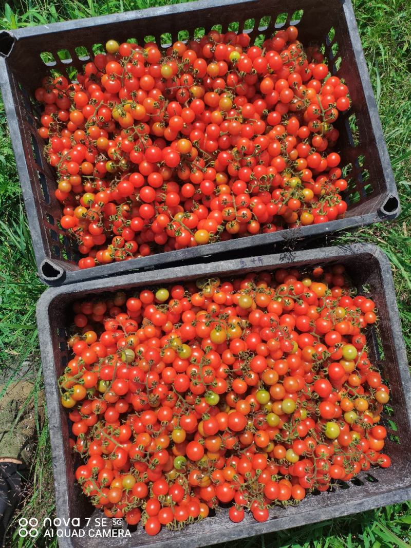 野生小番茄