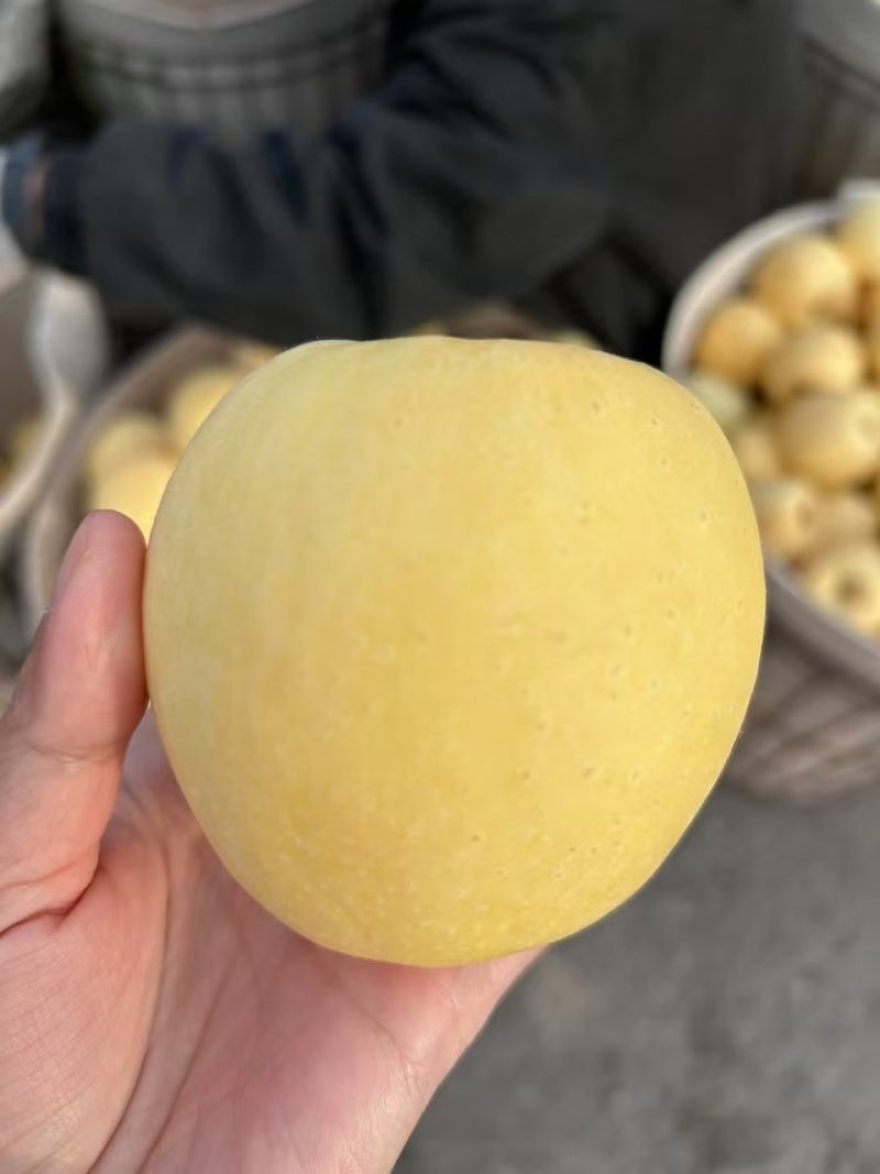 烟台红富士苹果，维纳斯苹果