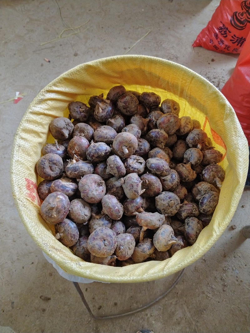 荸荠，江西马蹄