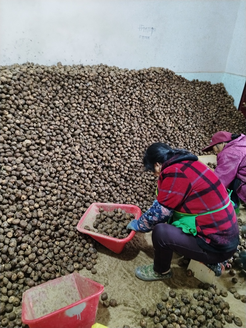 荸荠，江西马蹄