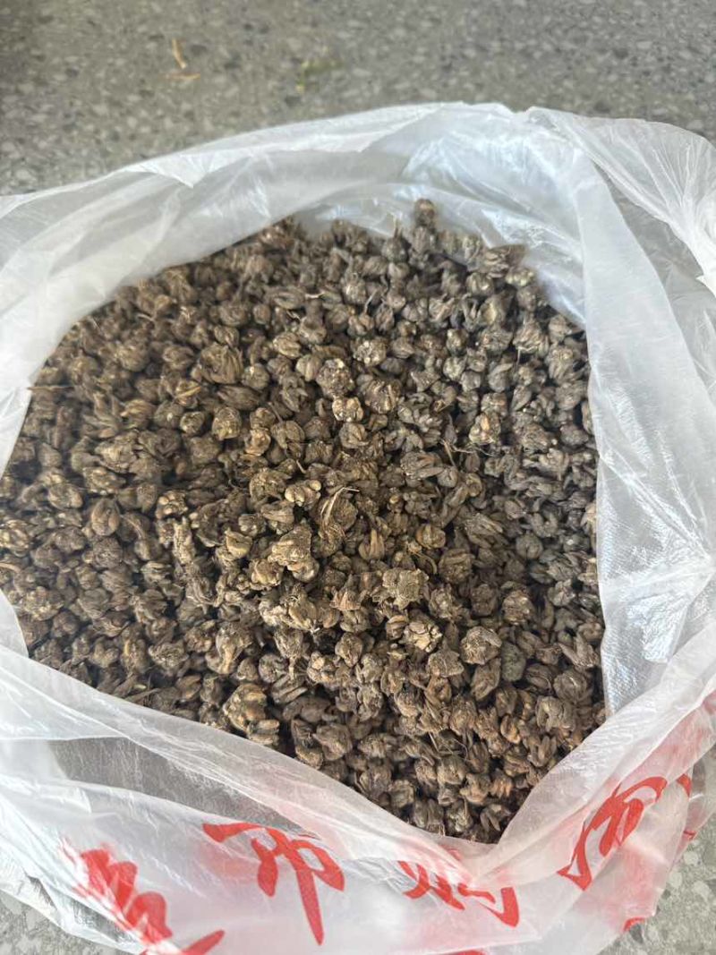 猫爪草种植基地直发规格齐全野生猫爪草