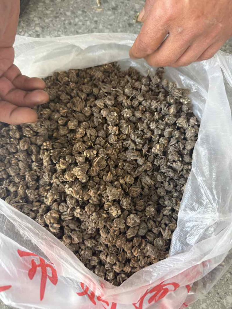 猫爪草种植基地直发规格齐全野生猫爪草