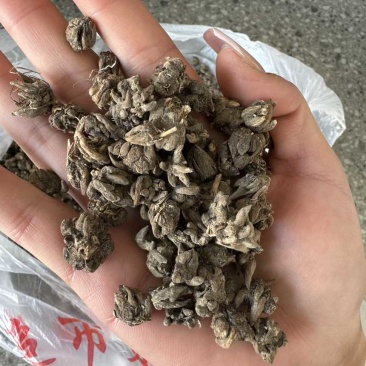 猫爪草种植基地直发规格齐全野生猫爪草