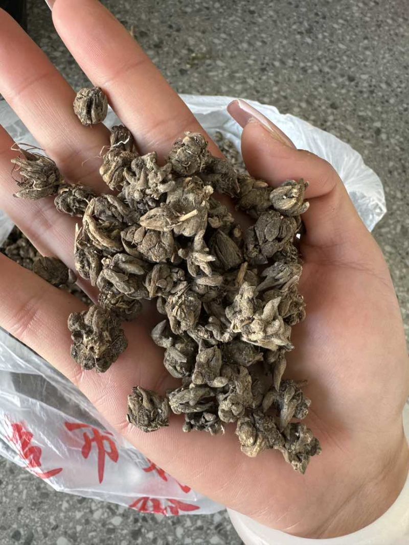 猫爪草种植基地直发规格齐全野生猫爪草