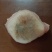 45斤青鱼新鲜石