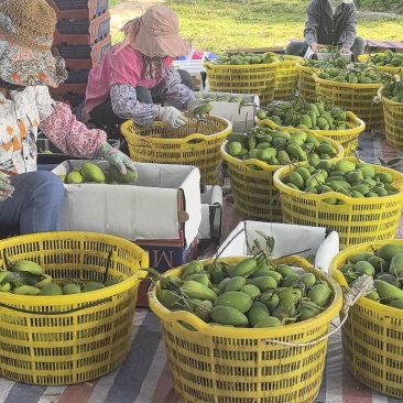 海南芒果基地，全国市场，品种齐全，金煌，台农老板们可以预定了