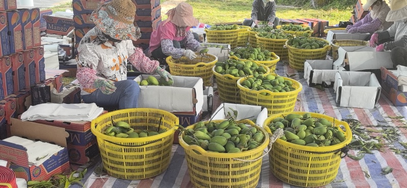 海南芒果基地，全国市场，品种齐全，金煌，台农老板们可以预定了
