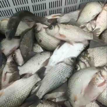 土鲫鱼找懂行人，味道甜的，嘎嘎香