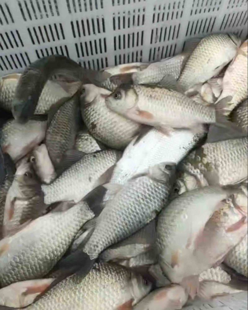 土鲫鱼找懂行人，味道甜的，嘎嘎香