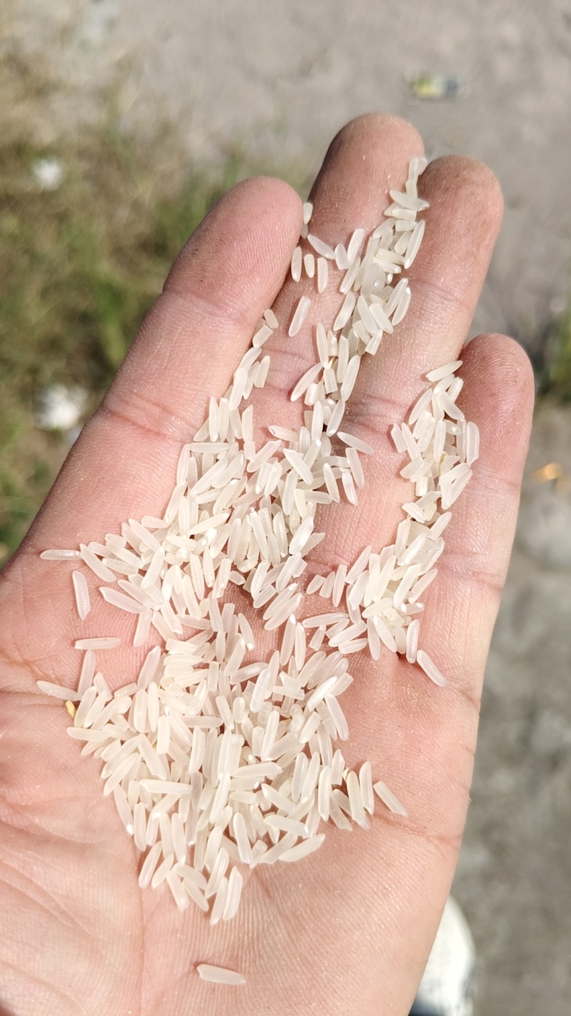 稻谷香米