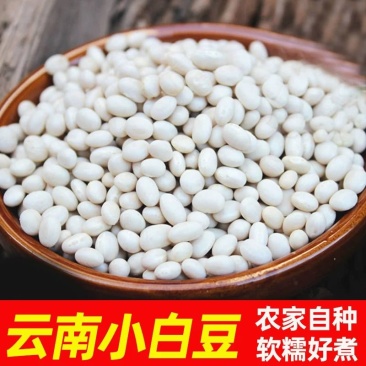 小白芸豆珍珠豆云南特产小白芸豆白豆炖菜煲汤云南农家豆类杂粮