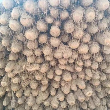 白玉山药