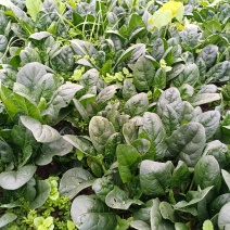 80亩地，红根厚绿叶无渣菠菜，低价出售量大电议，
