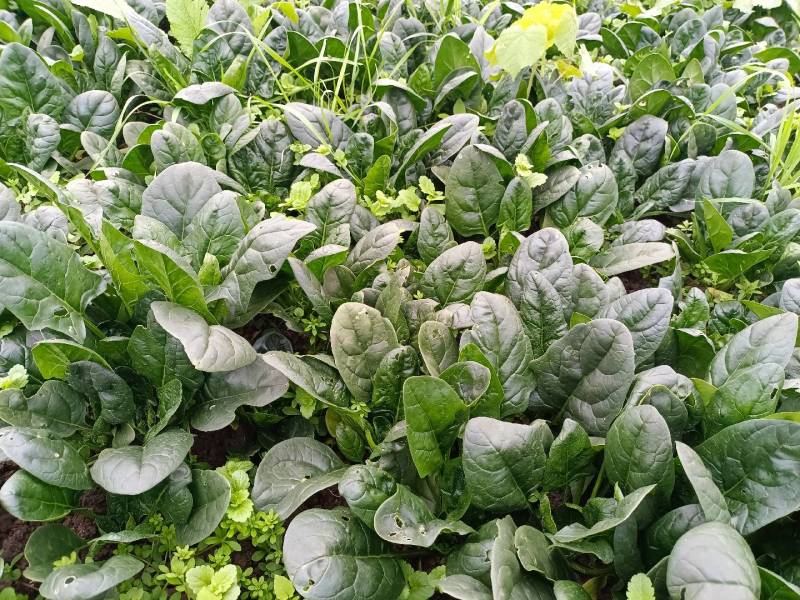 80亩地，红根厚绿叶无渣菠菜，低价出售量大电议，