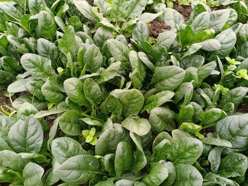 80亩地，红根厚绿叶无渣菠菜，低价出售量大电议，