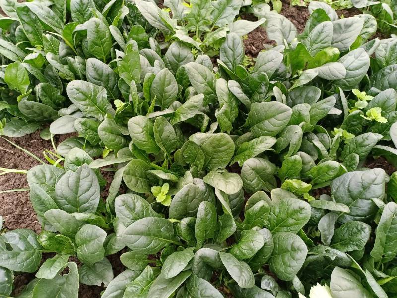 80亩地，红根厚绿叶无渣菠菜，低价出售量大电议，