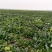 80亩地，红根厚绿叶无渣菠菜，低价出售量大电议，