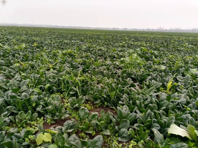 80亩地，红根厚绿叶无渣菠菜，低价出售量大电议，