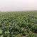 80亩地，红根厚绿叶无渣菠菜，低价出售量大电议，