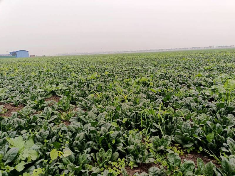 80亩地，红根厚绿叶无渣菠菜，低价出售量大电议，