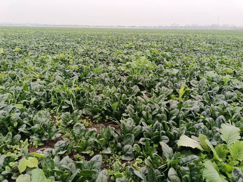 80亩地，红根厚绿叶无渣菠菜，低价出售量大电议，