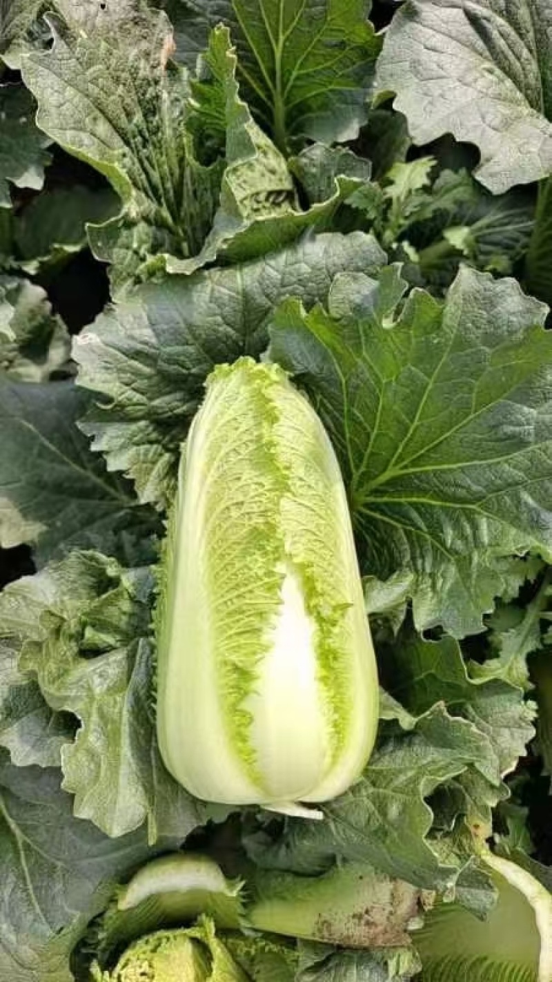 龙芽菜