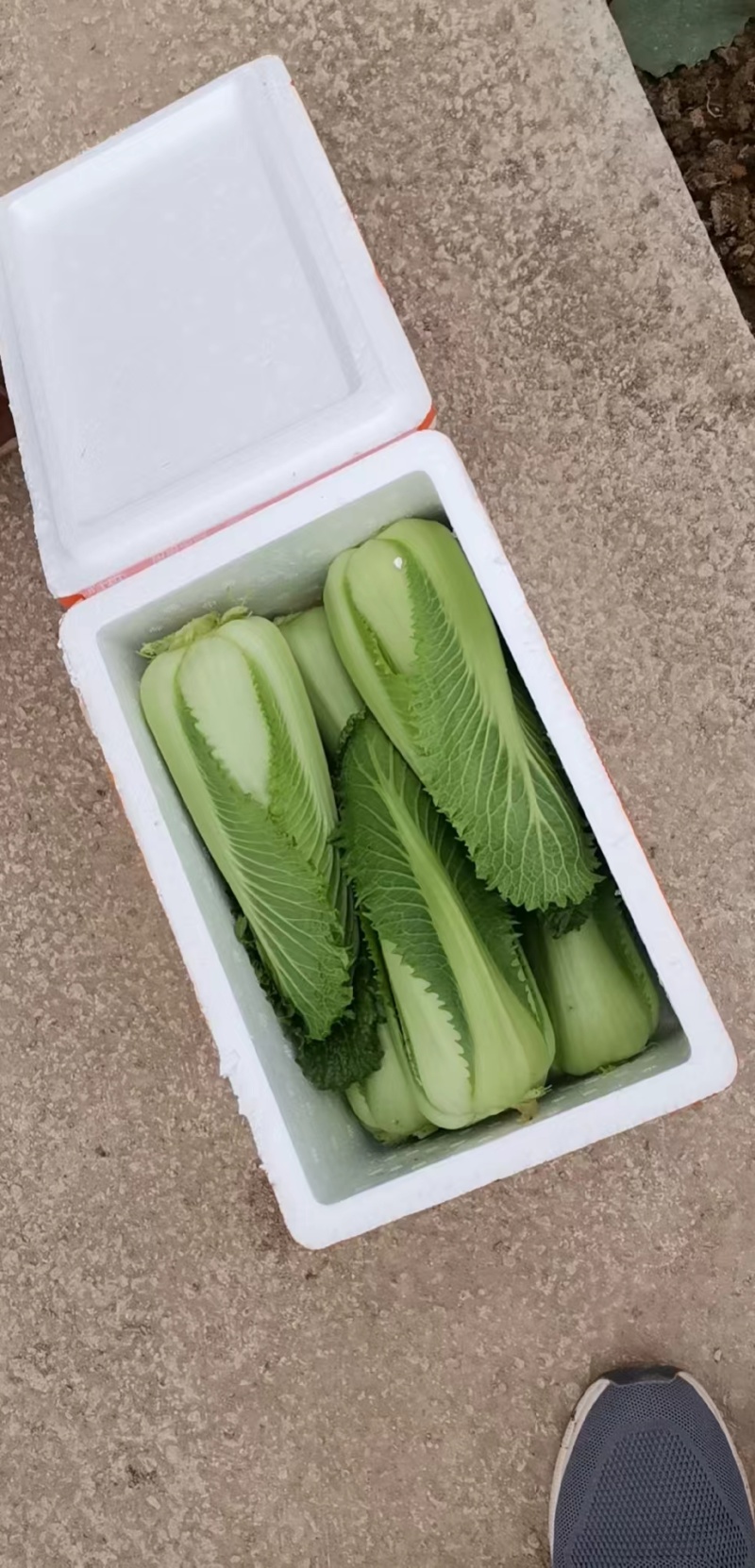 龙芽菜