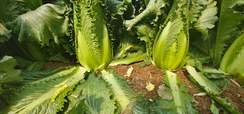 龙芽菜