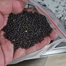 大量现货供应江苏国营农场冬油菜籽