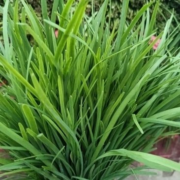 商丘本地大棚韭菜大量现货，质量保证，一手货源，代发全国
